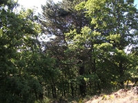 nte Rinatu-20110615 017